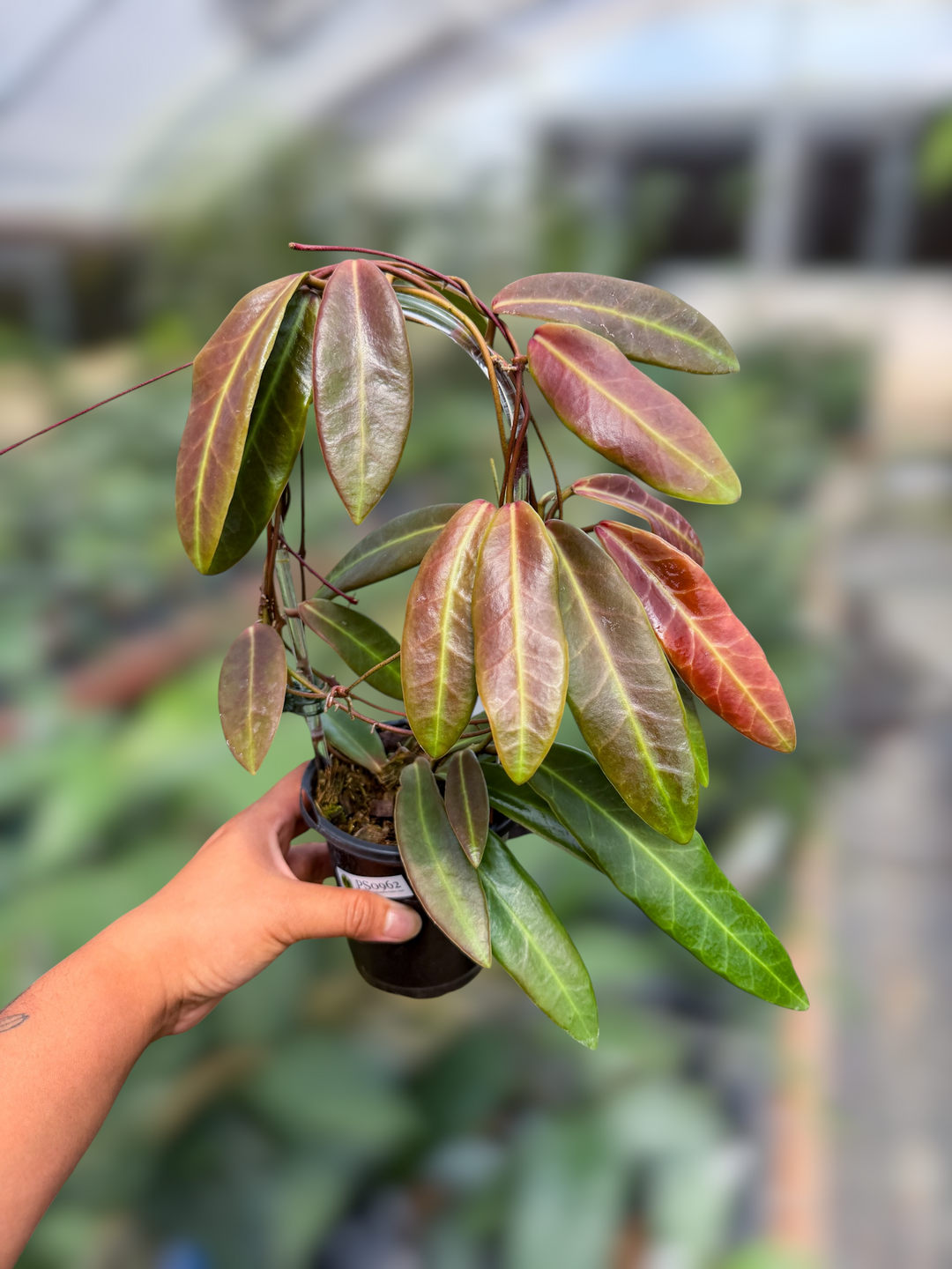 PS0962 - Hoya pulchra