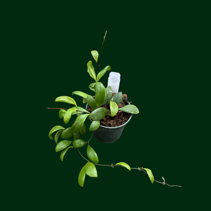 Hoya brevialata