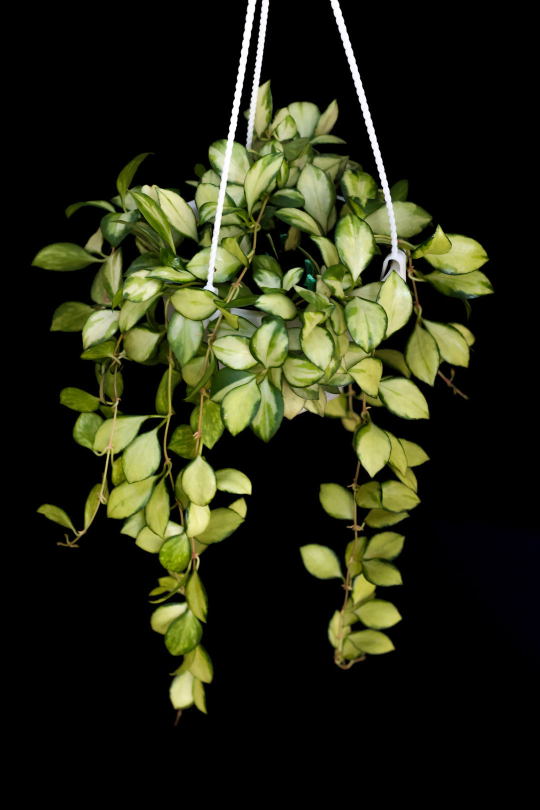 PS0452 - 6in Hoya heuschkeliana (variegated)