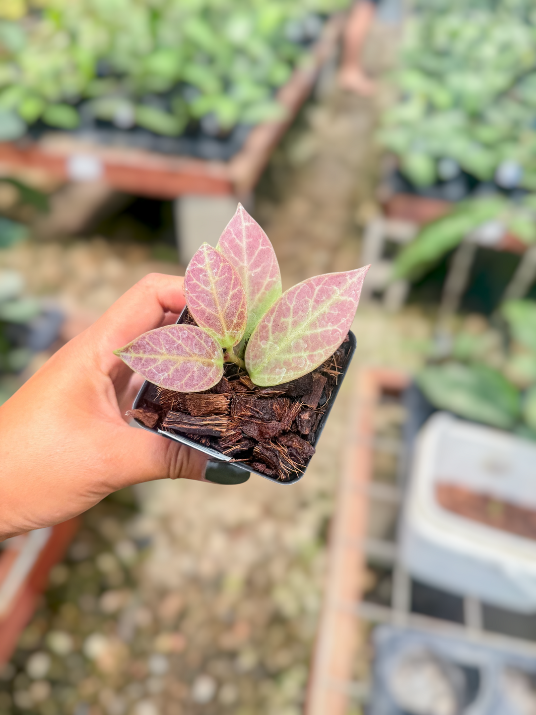 PS0739 - Hoya obscura ‘Cryptic Chrome’ (CML-09-21-A)