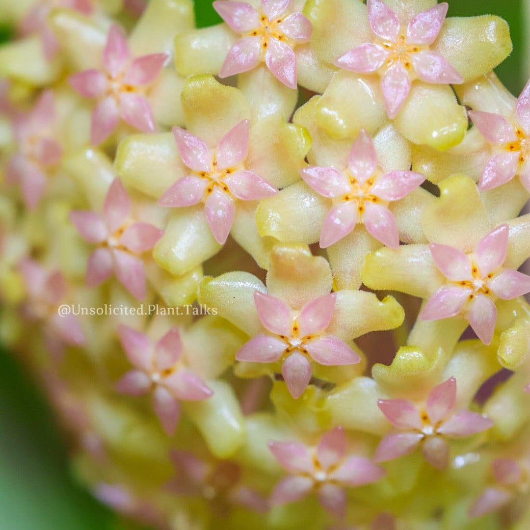 Trellised Hoya 'Joy'