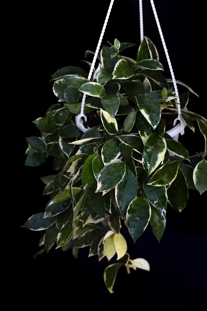 PS0451 - 6in Hoya lacunosa ‘Asami’