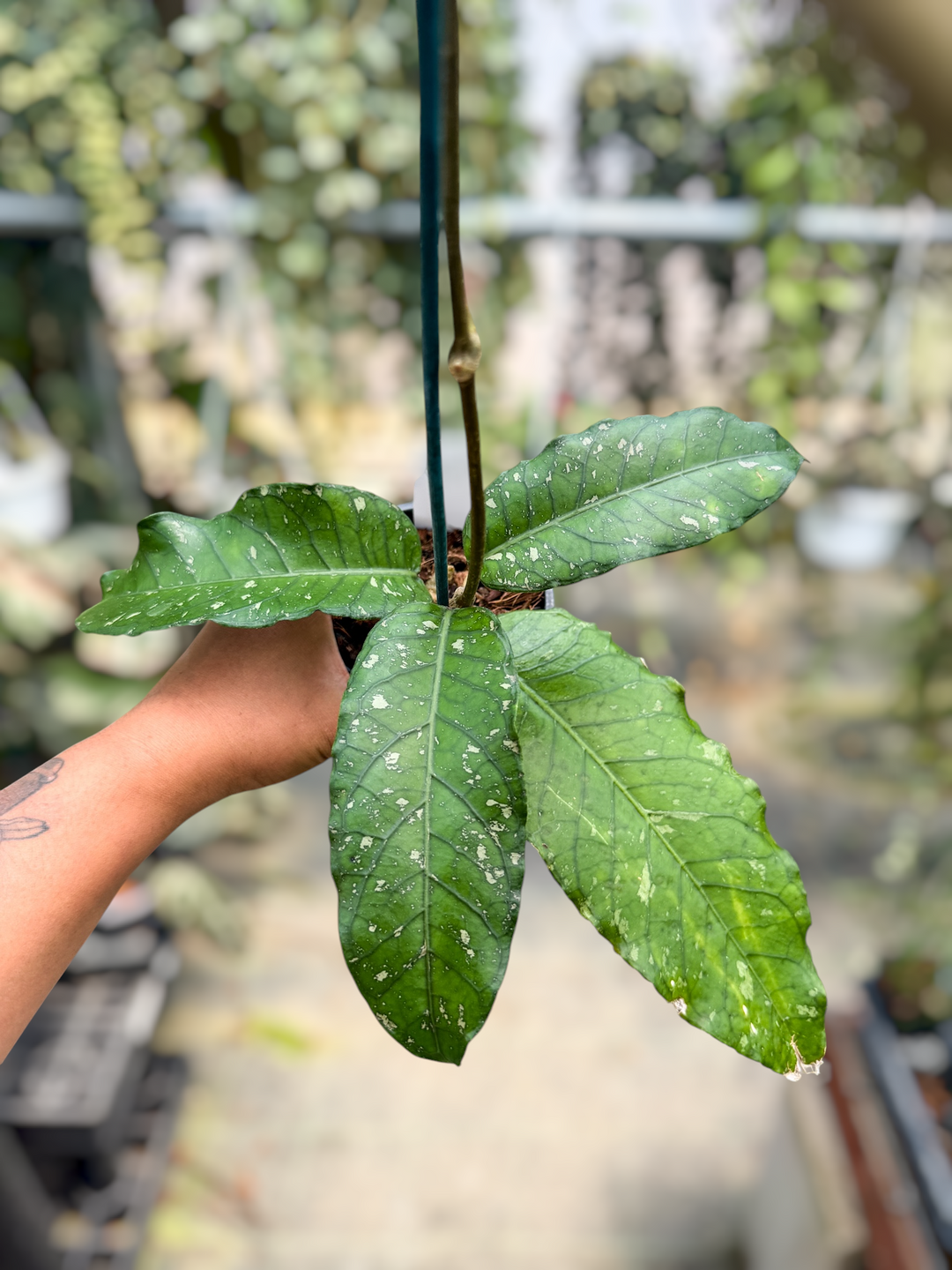 PS0451 - Hoya (NOID-B)