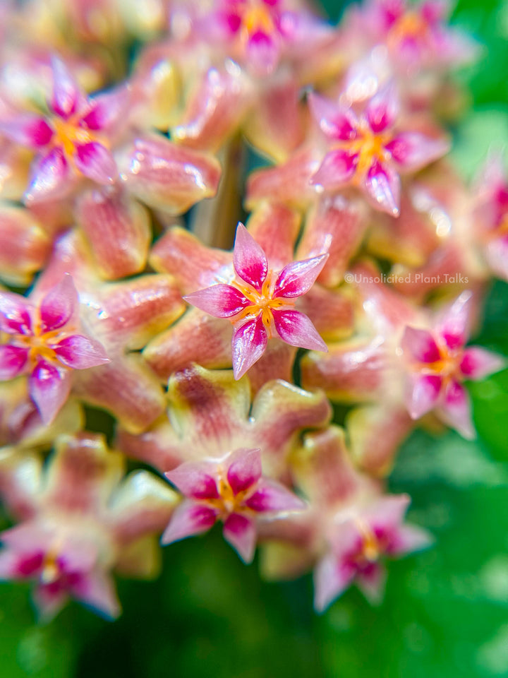 Hoya SF004