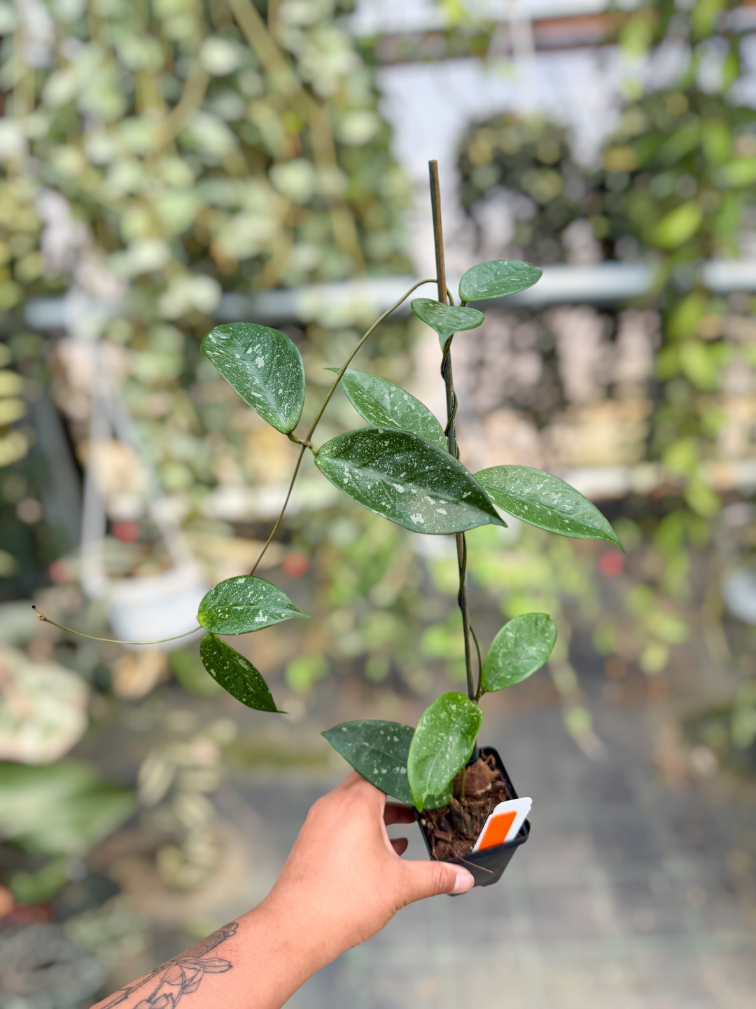 PS0411 - Hoya sp. (Lai Chau, Long Leaves)