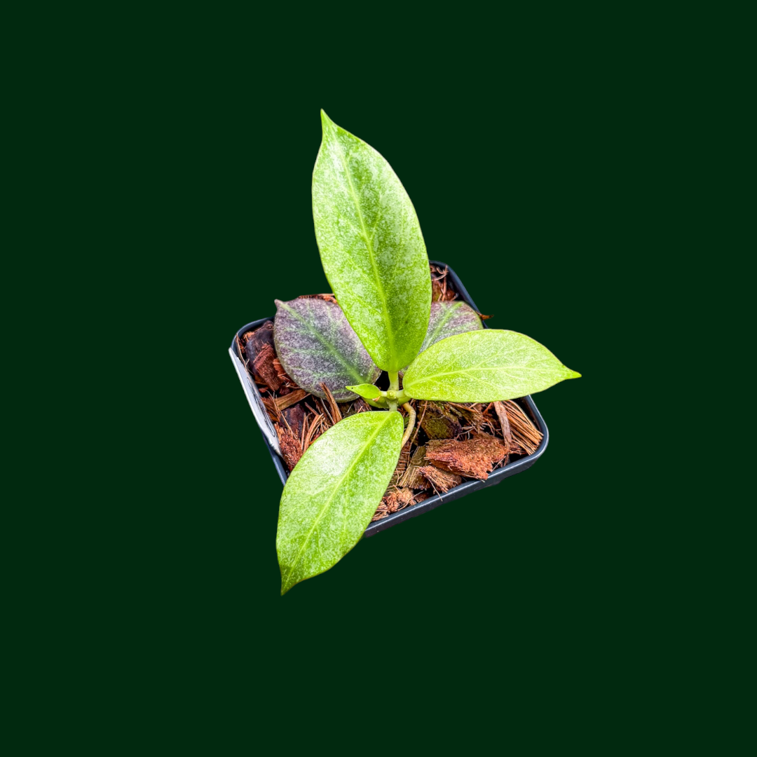 Hoya obscura (silver)
