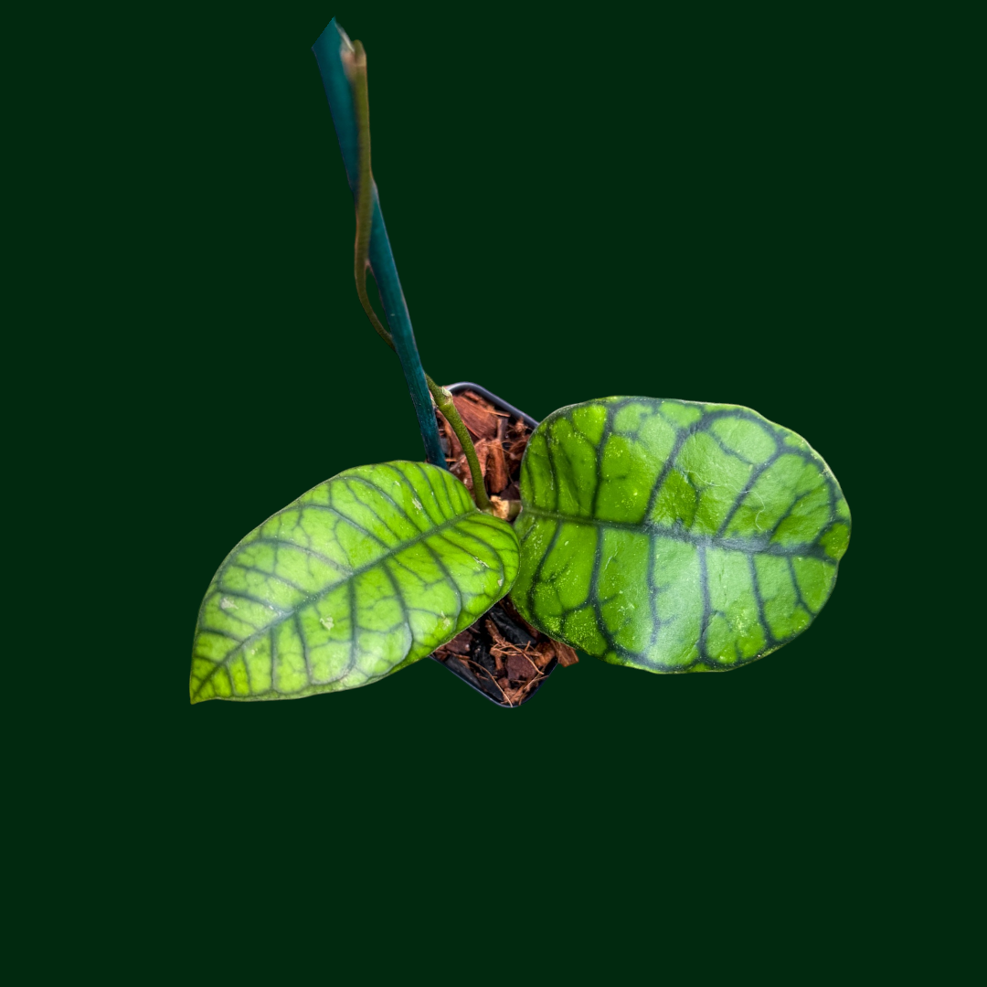 Hoya callistophylla ‘Obsidian’