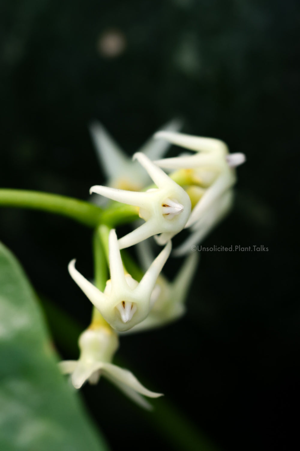 Hoya solokensis