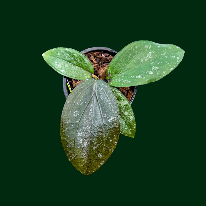 Hoya LP006 (Hoya erythrina x Hoya caudata)