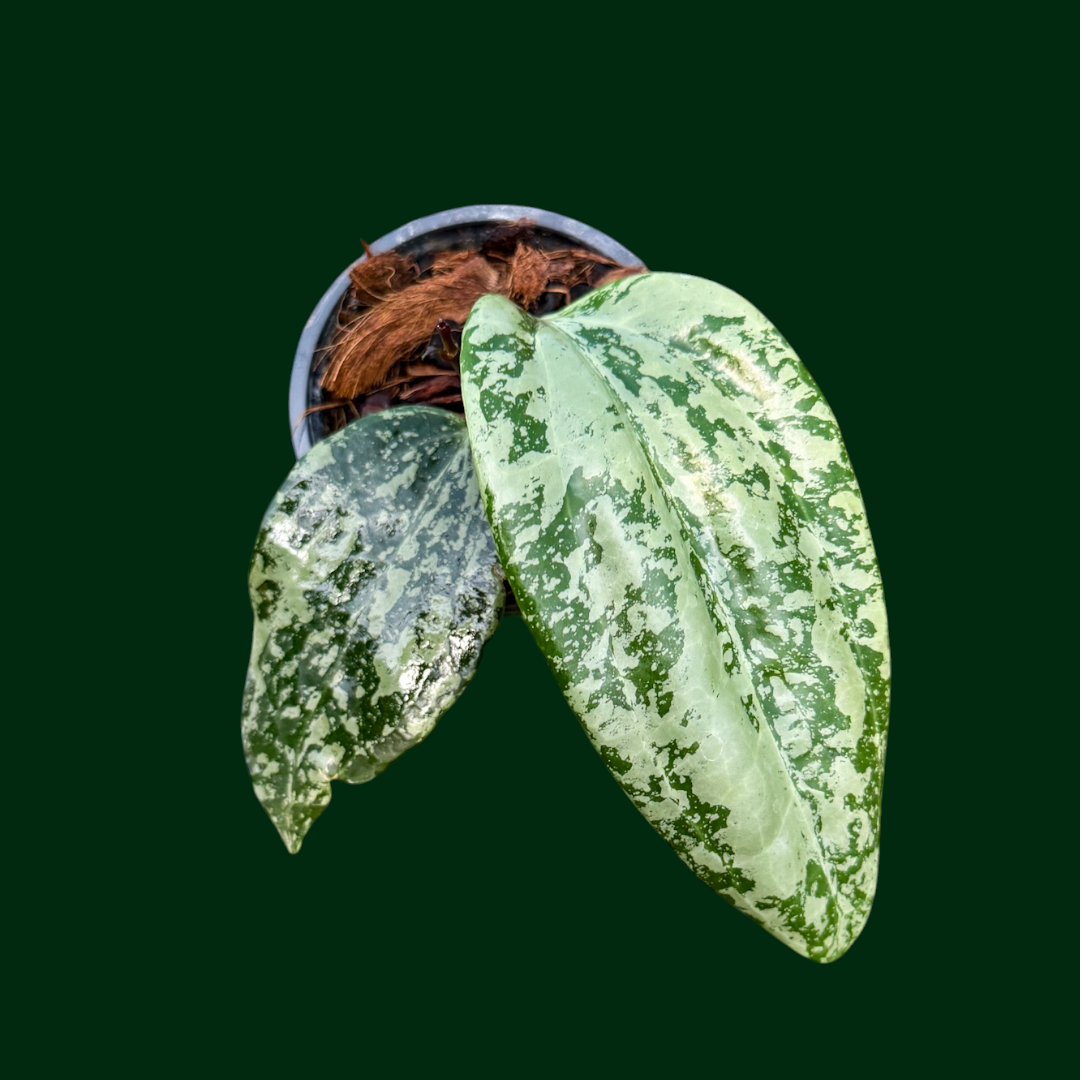Hoya latifolia ‘Watermelon’ (aka latifolia (Indo, splash))