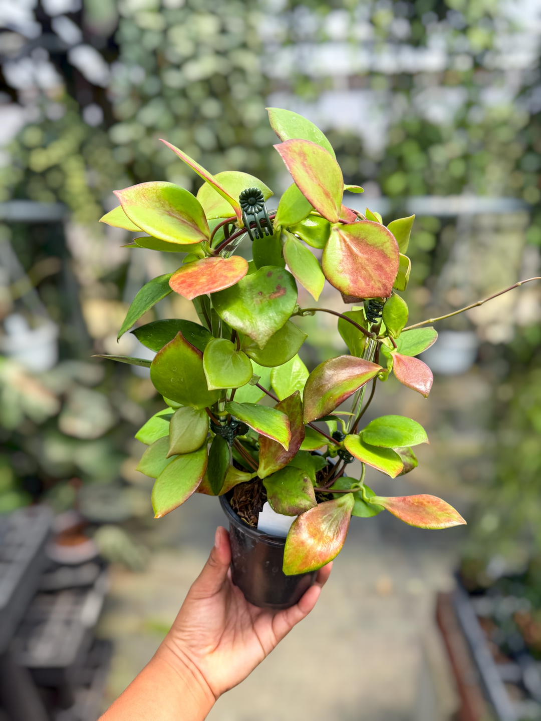 PS0475 - Hoya NS05-055