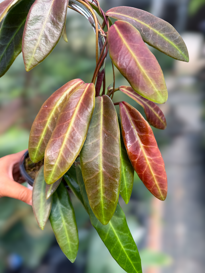 PS0962 - Hoya pulchra
