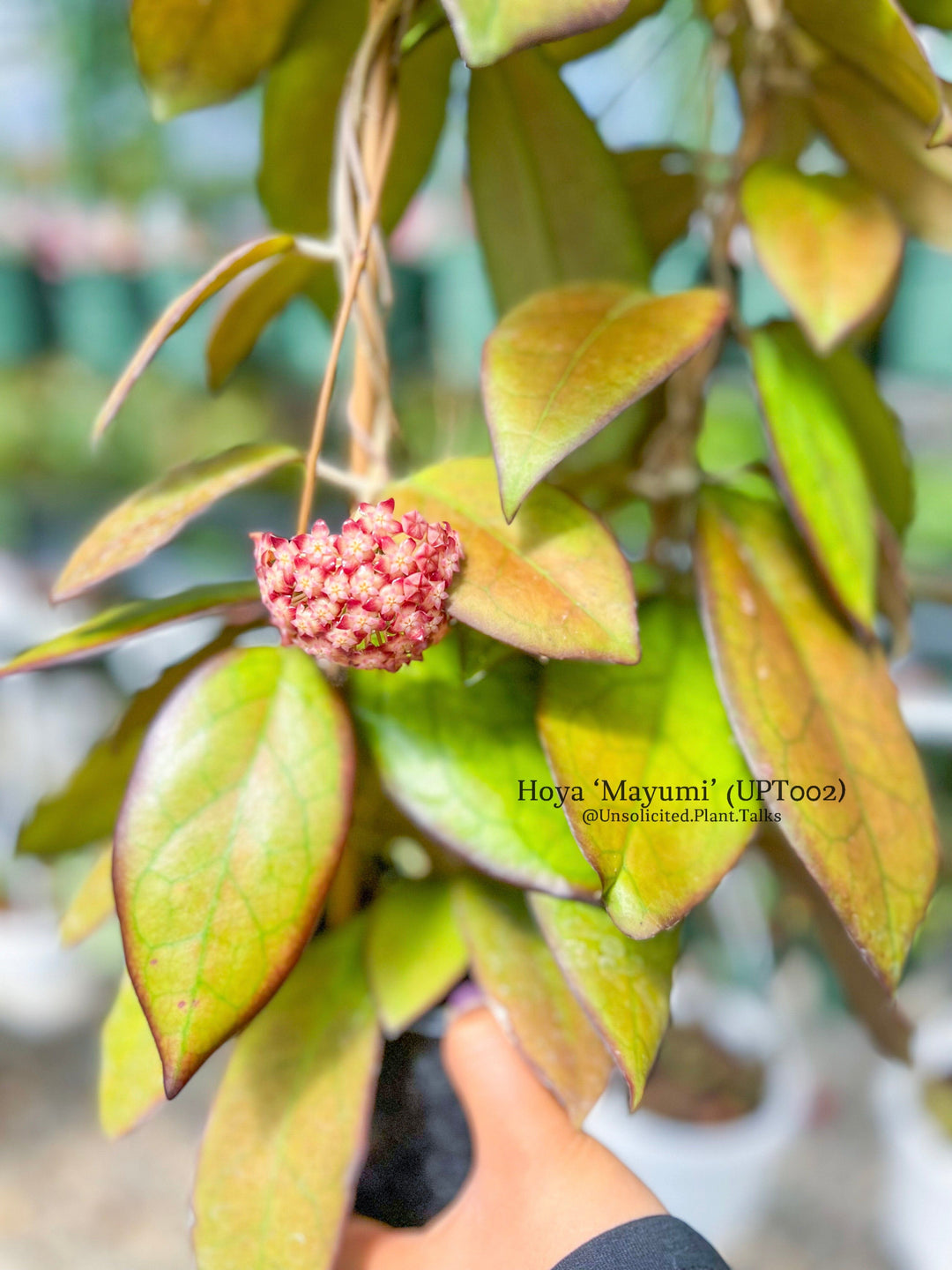 Hoya ‘Mayumi’ (UPT002)