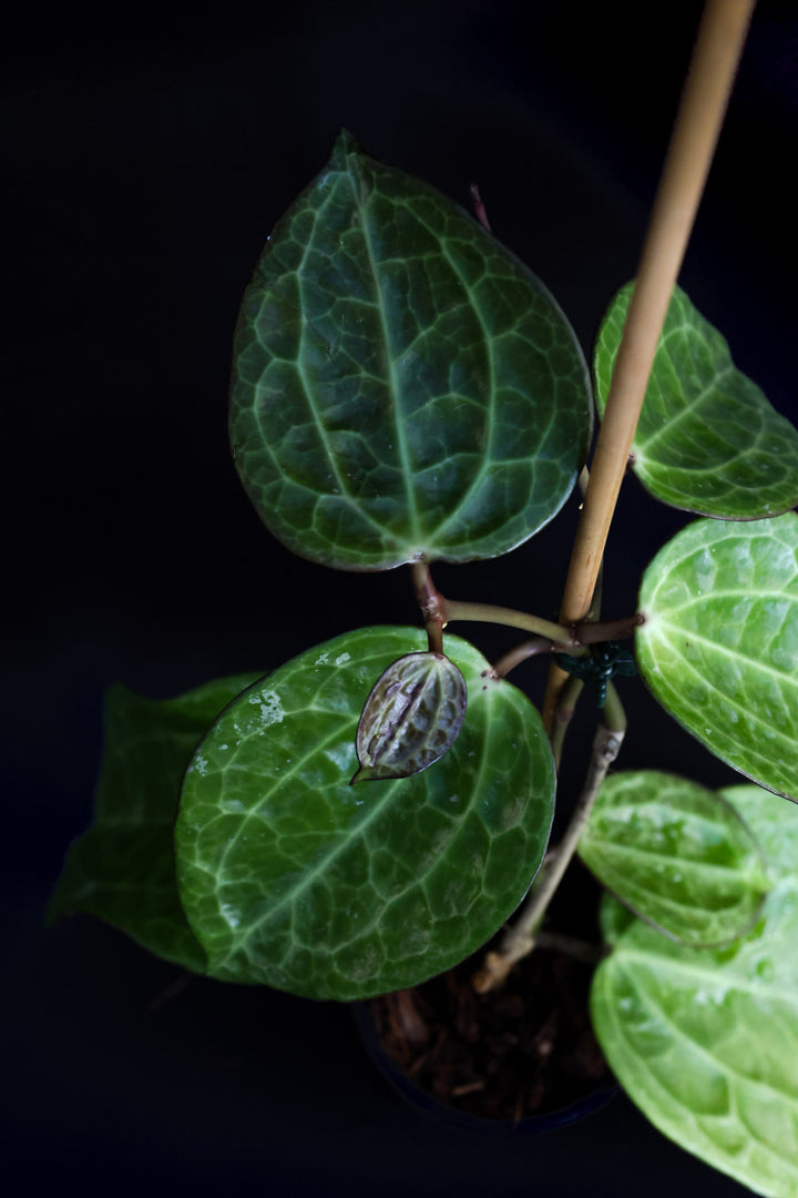 PS0448 - Hoya latifolia (textured veins, UPT009)