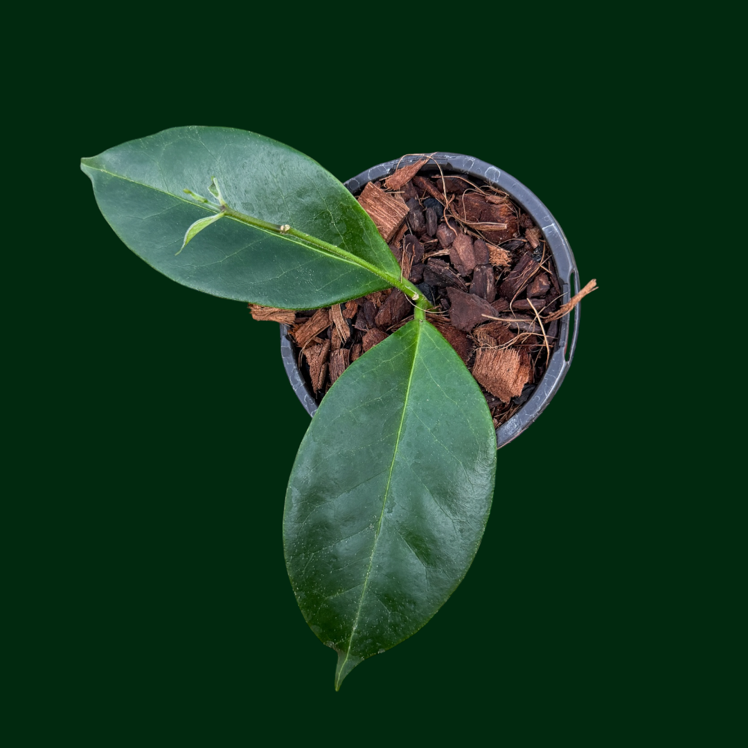 Hoya Z26 (Versteegii x unirana)