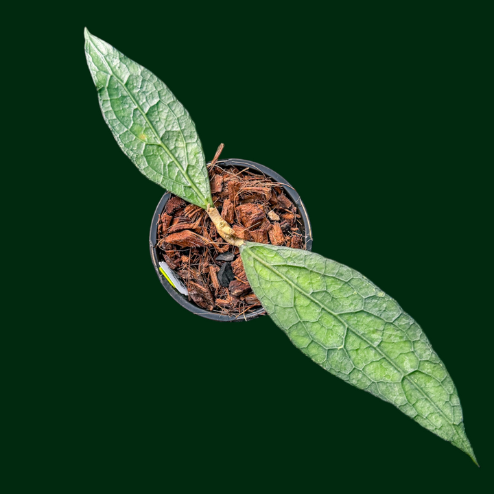 Hoya clemensiorum (Ted Green)