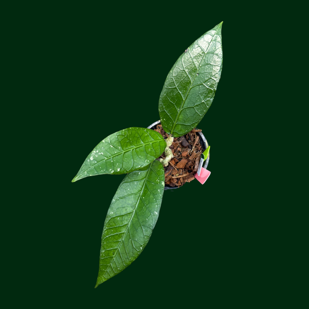 Hoya ‘X3’ (Aceh)