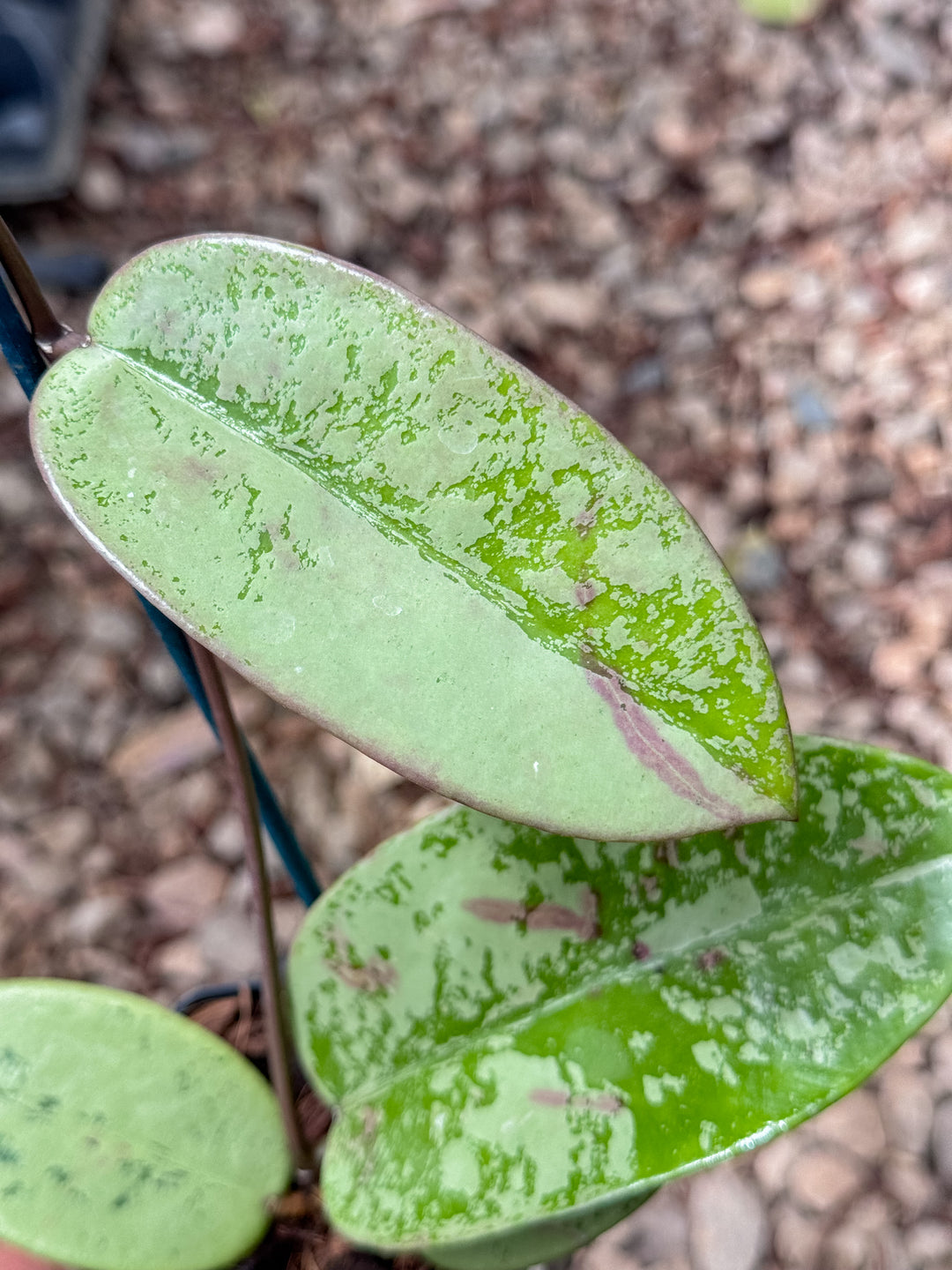 PS0263 - Hoya ‘Silver Dollar’ (imperfect)