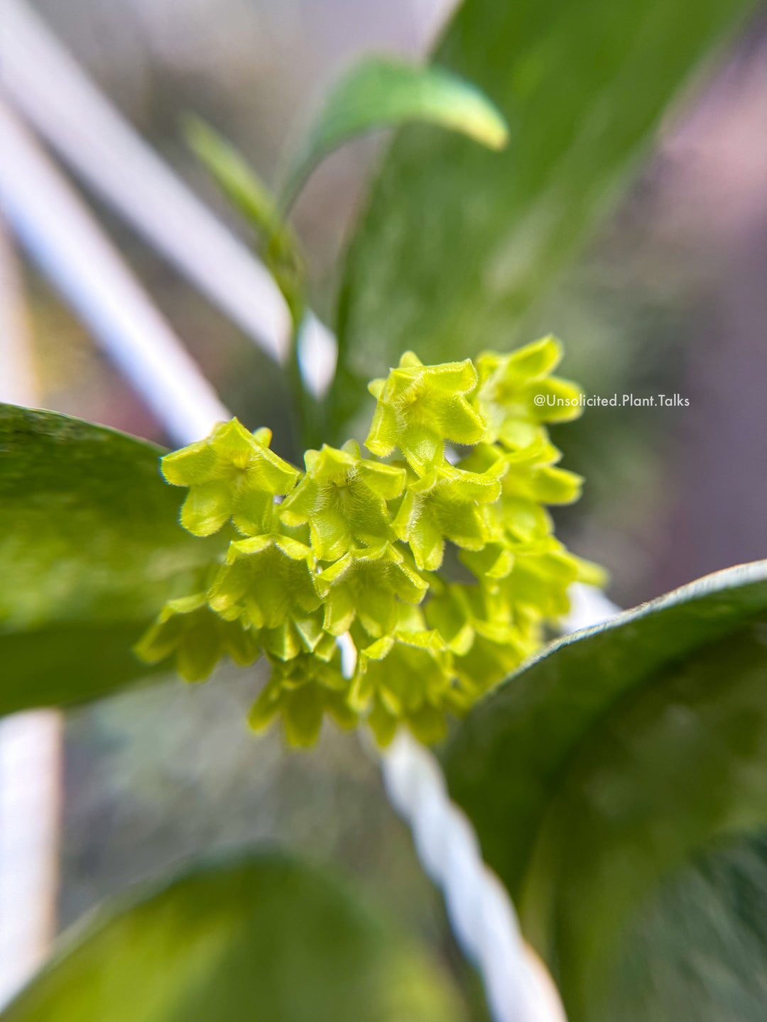Hoya amicabillis (silver)