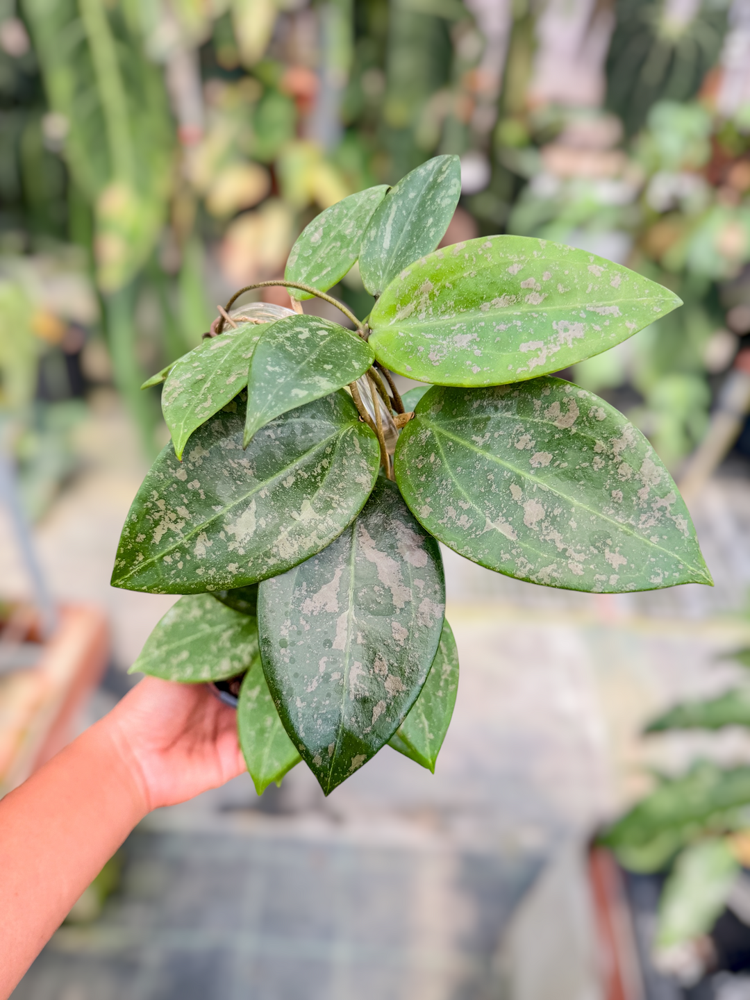 PS0726 - Hoya verticillata ‘Pink Curl’ (DMW-001-9)
