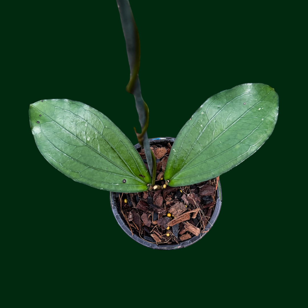Hoya LP013 (erythrina x waymaniae)