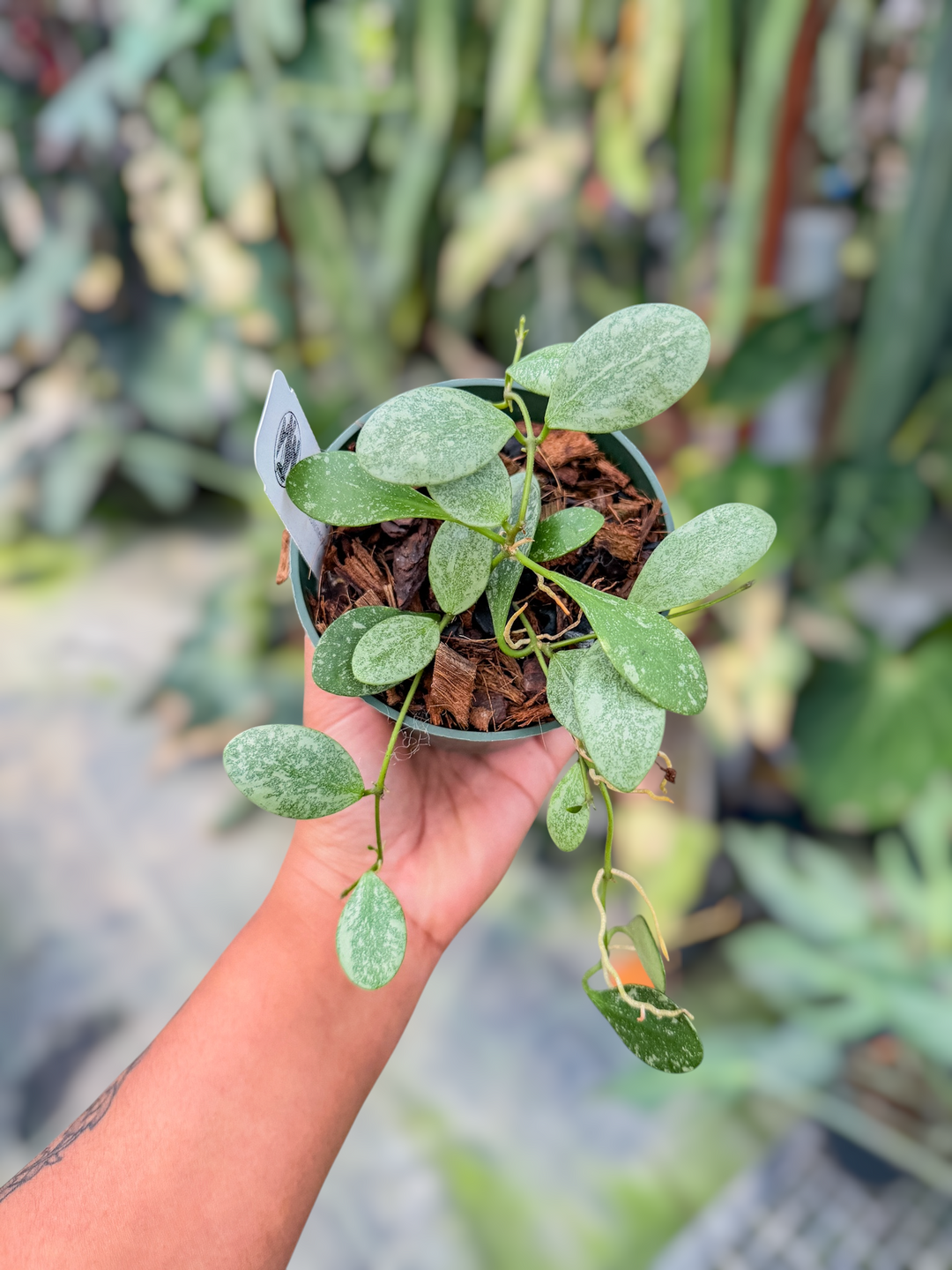 PS0718 - Hoya sp. ETS 10
