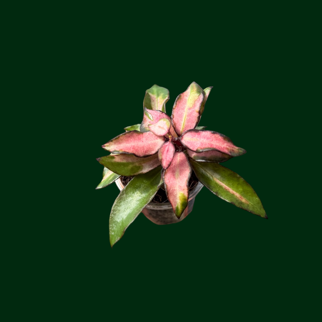 Hoya lacunosa ‘Bruno’ (Red)