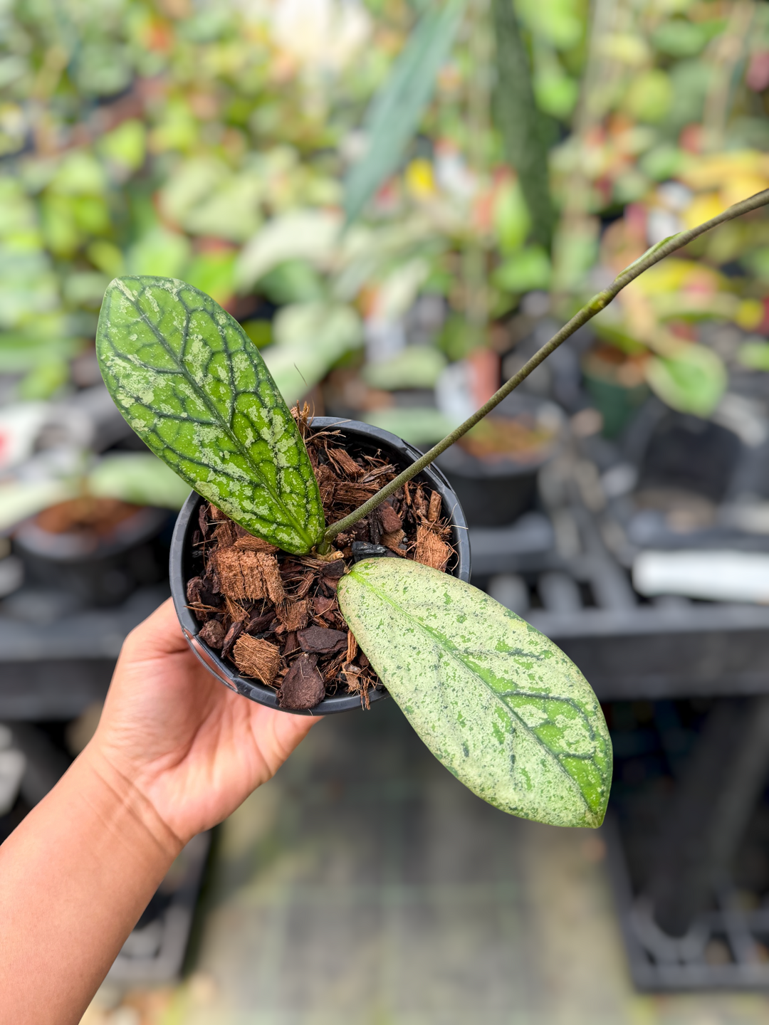 PS0484 - Hoya sp. tanggamus (silver)