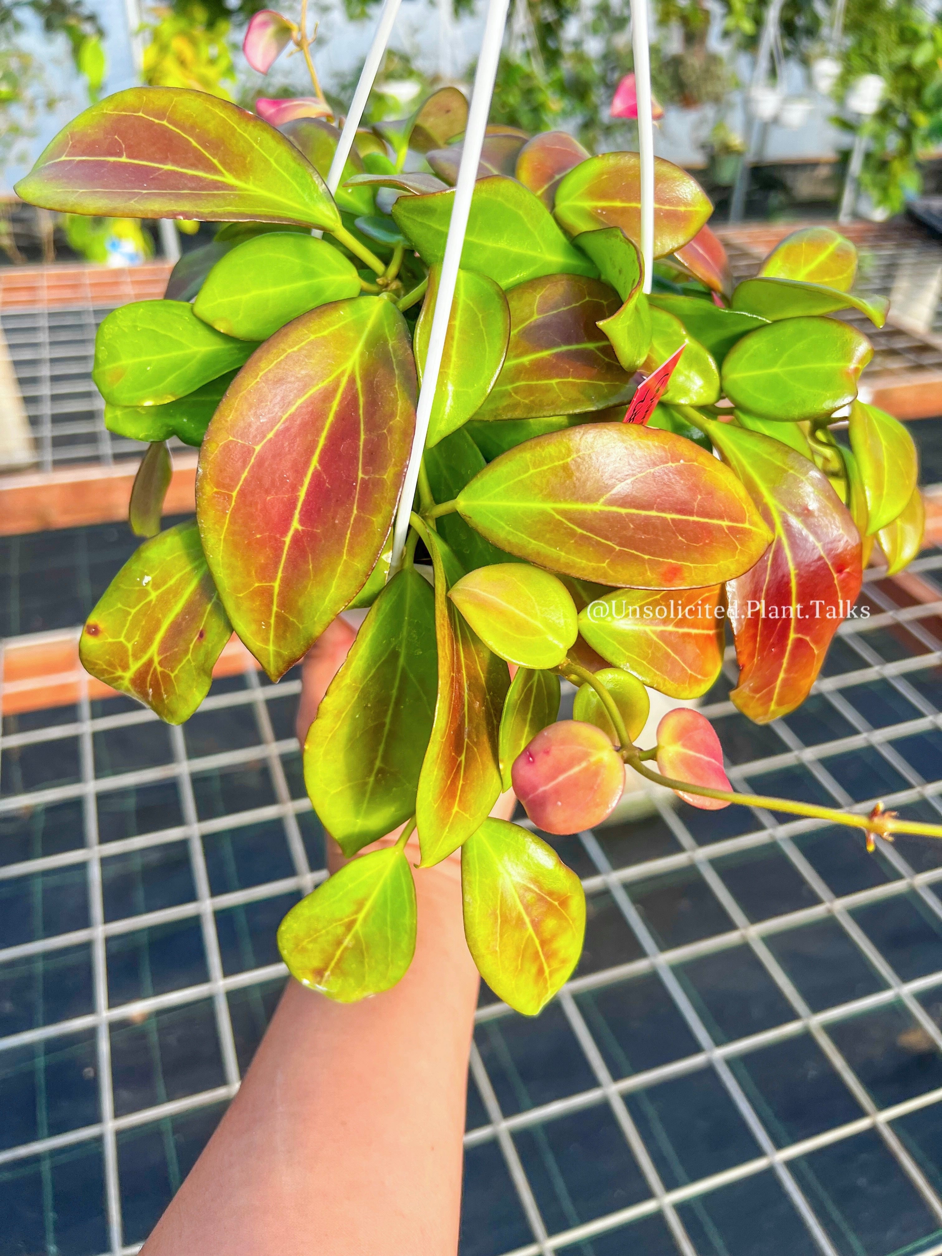 Hoya aff. burtoniae X (seedling no.1) – Unsolicited Plant Talks