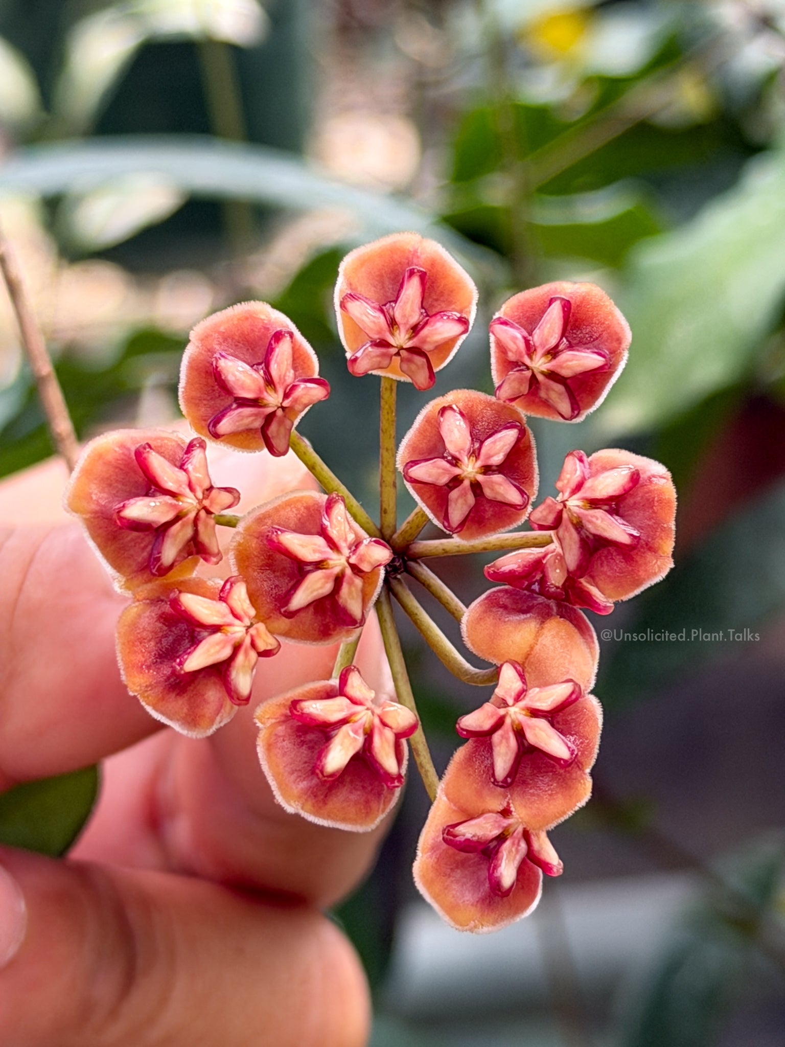 Hoya SS43-03 (sulawesiana x sigillatis (alas river)) – Unsolicited