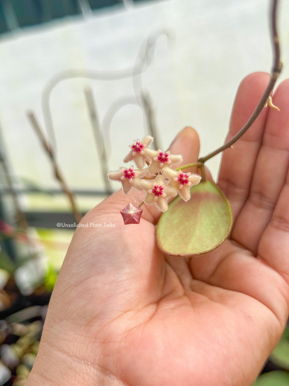 Hoya collina (NOID)