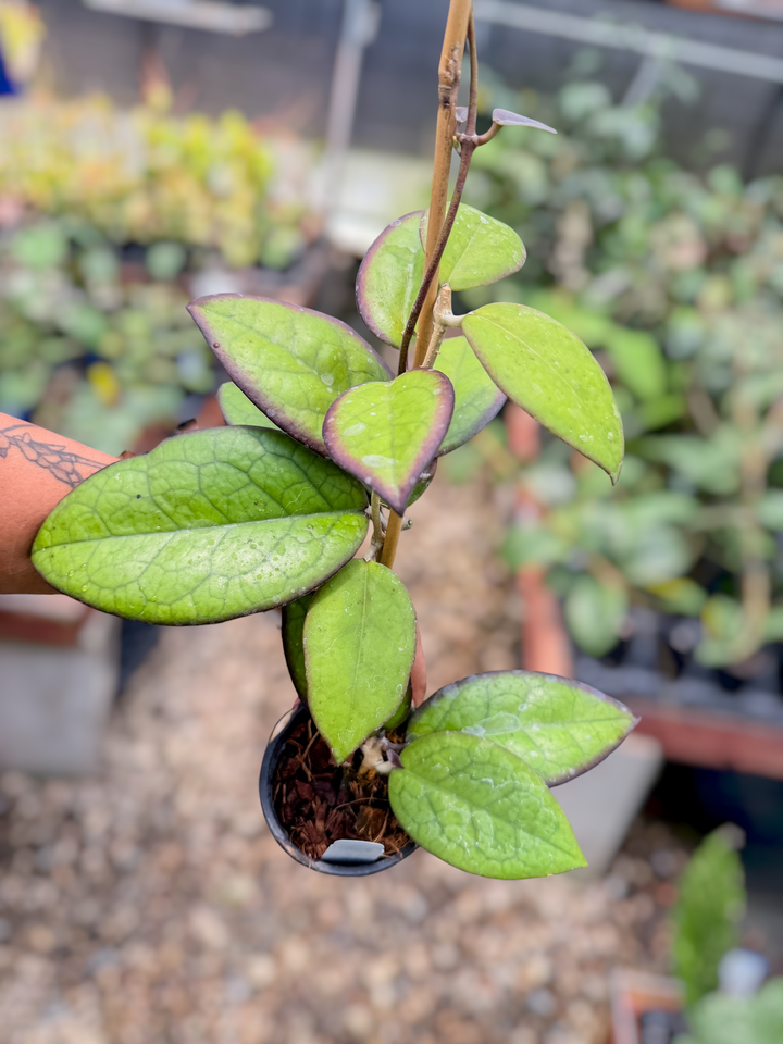 PS0746 - Hoya ‘Mayumi’ (UPT002)