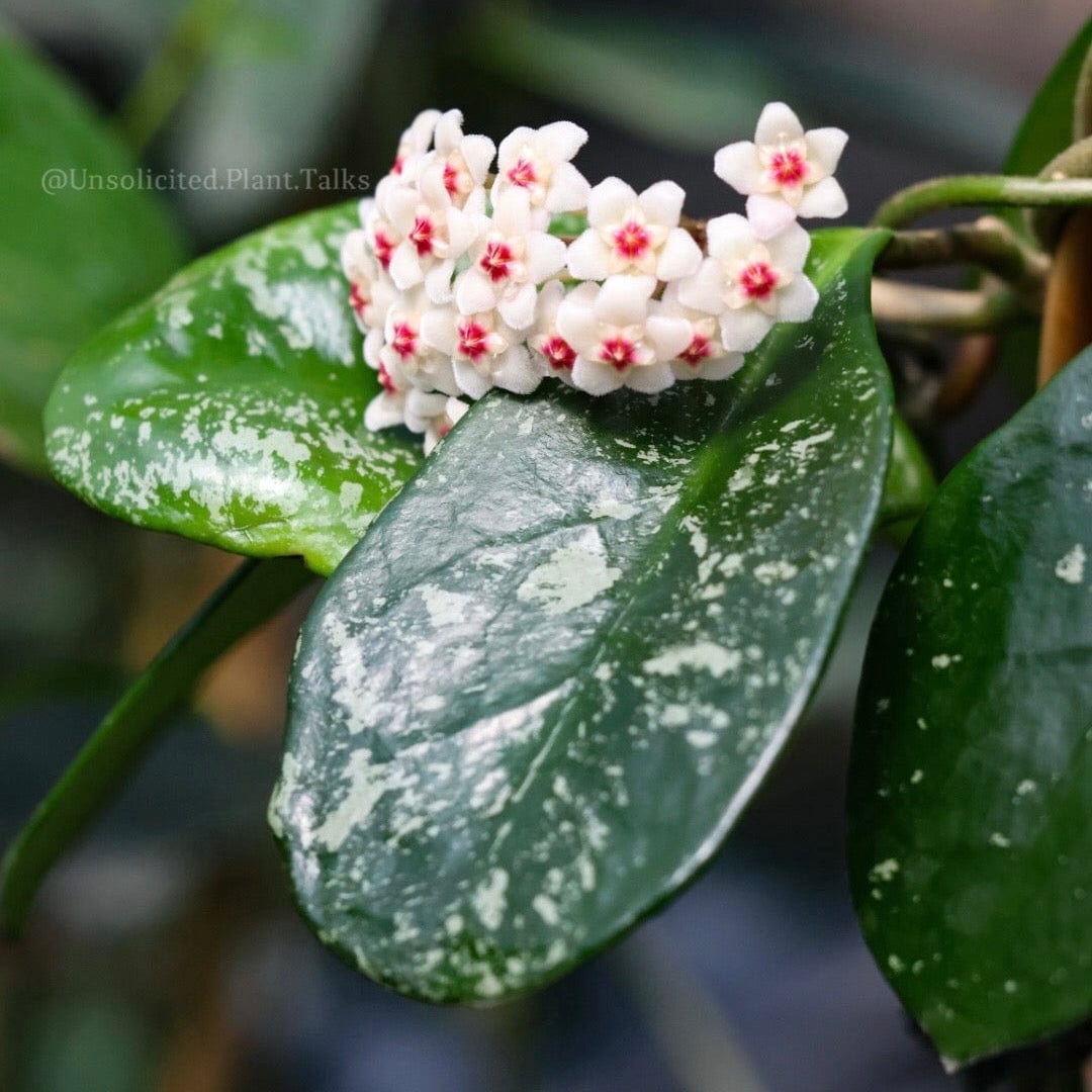 Hoya Plants for Sale | 450+ Hoya Species – Page 15 Hoya Plants for Sale | 450+ Hoya Species – Page 15