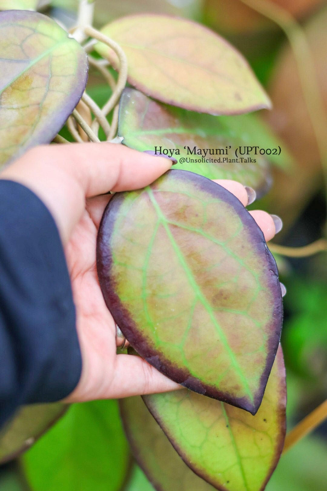 Hoya ‘Mayumi’ (UPT002)