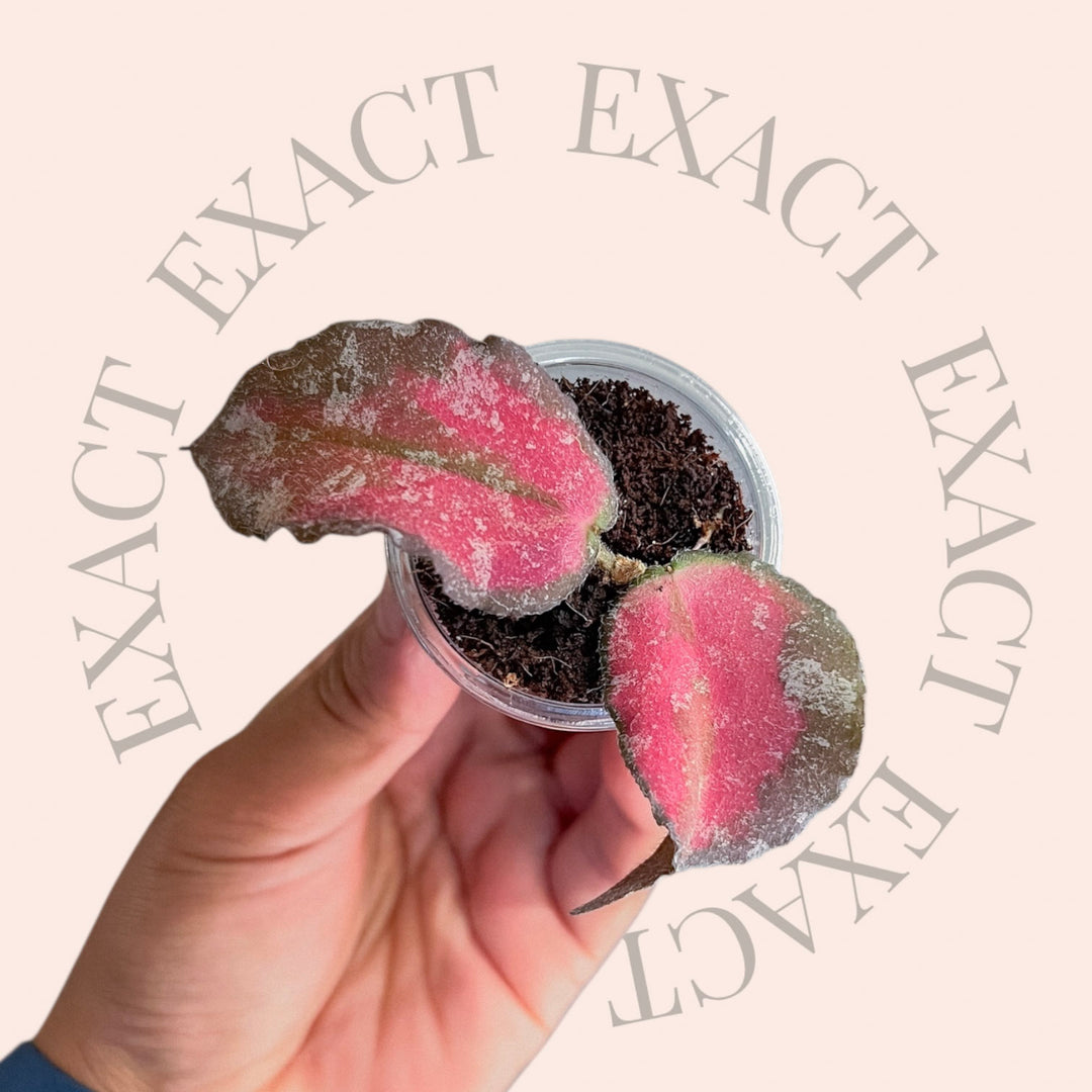 Hoya caudata (variegated) - Read the description