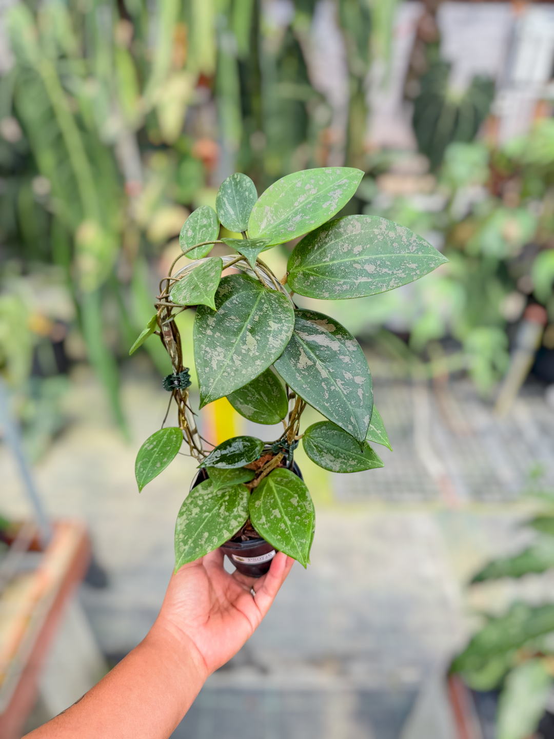 PS0726 - Hoya verticillata ‘Pink Curl’ (DMW-001-9)
