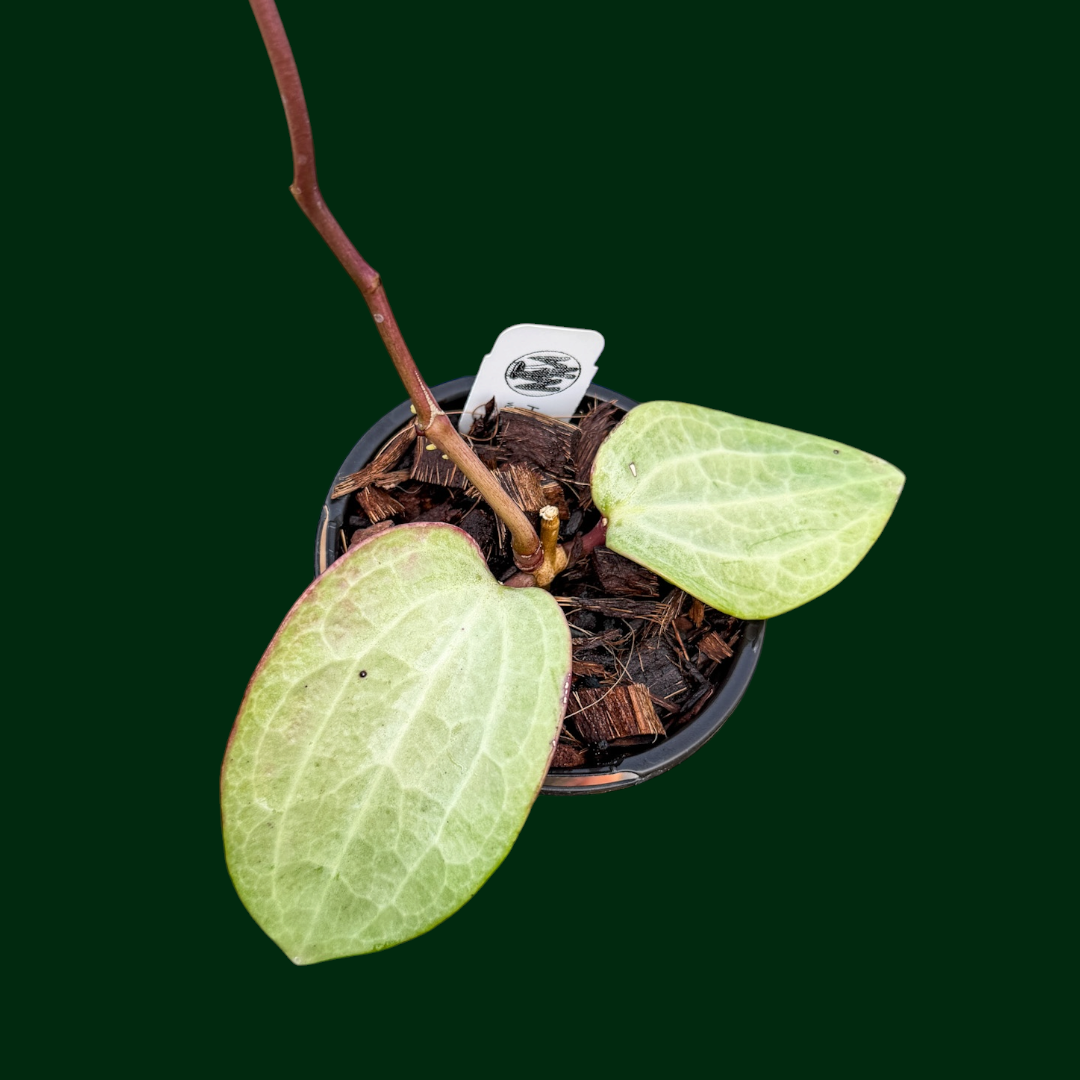 Hoya latifolia ‘Filea’