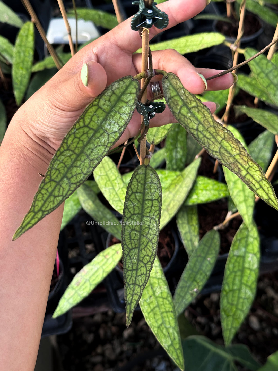 Hoya clemensiorum (skinny, long leaves)