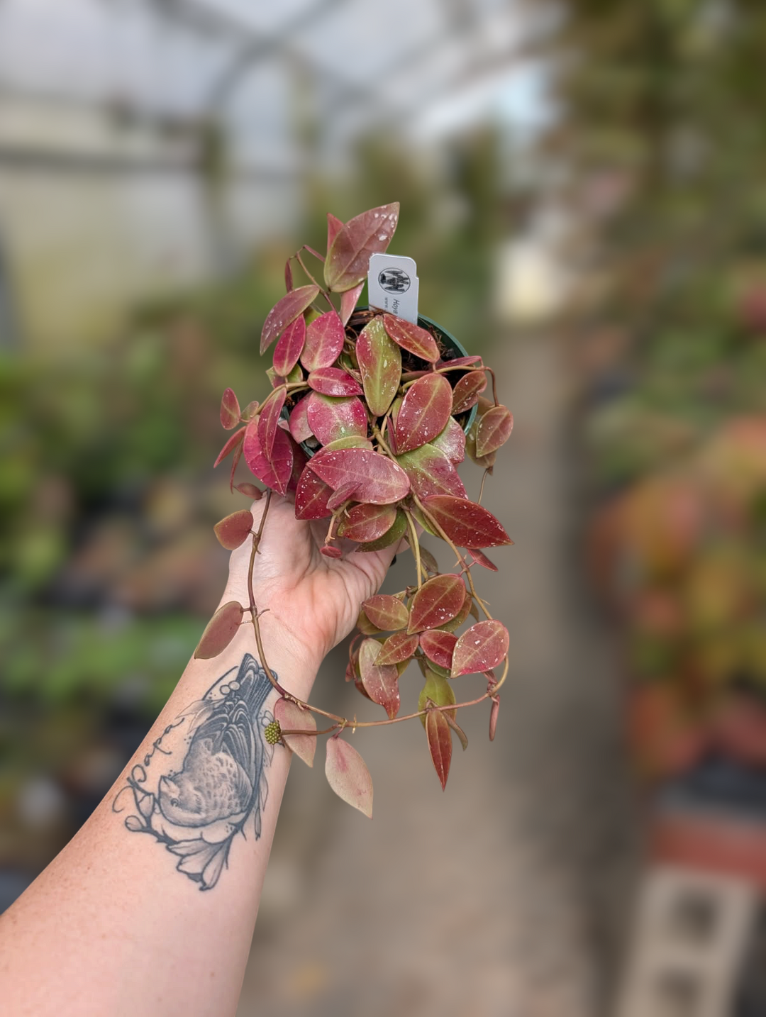 PS0158 - Hoya walliniana (UT152)