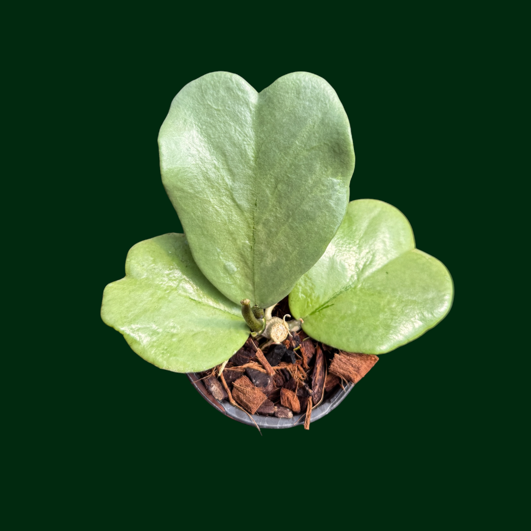 Hoya kerrii (silver)