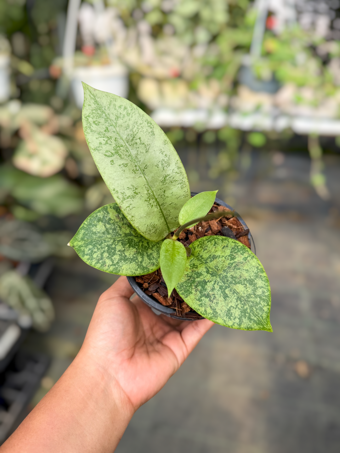 PS0494 - Hoya callistophylla (silver)