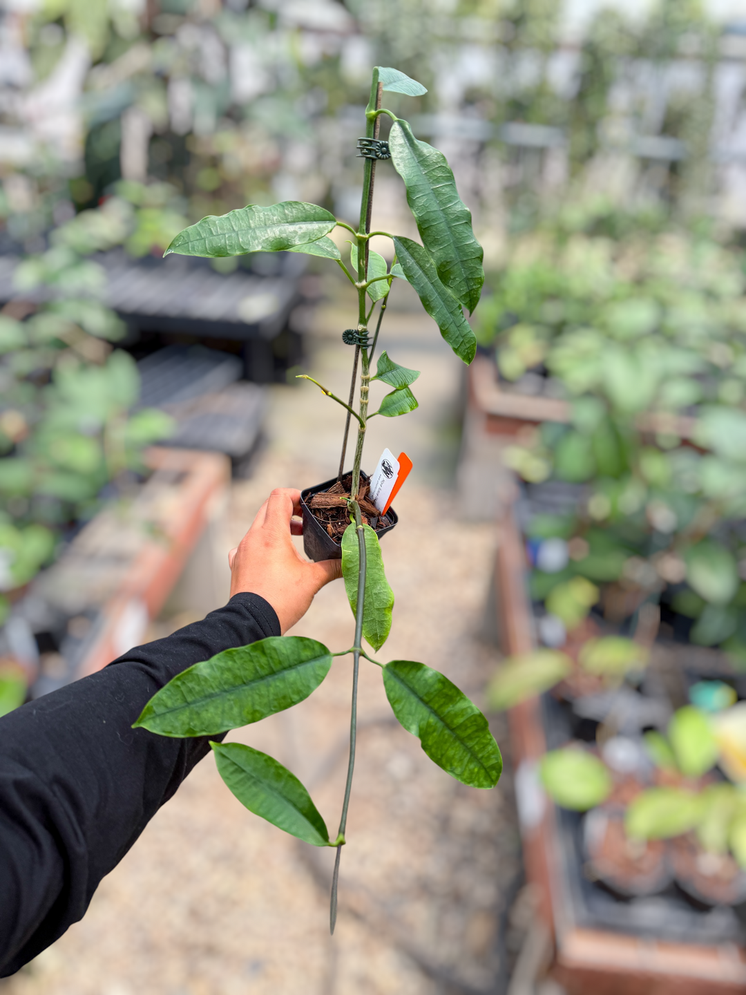 PS0595 - Hoya fusca Wall.