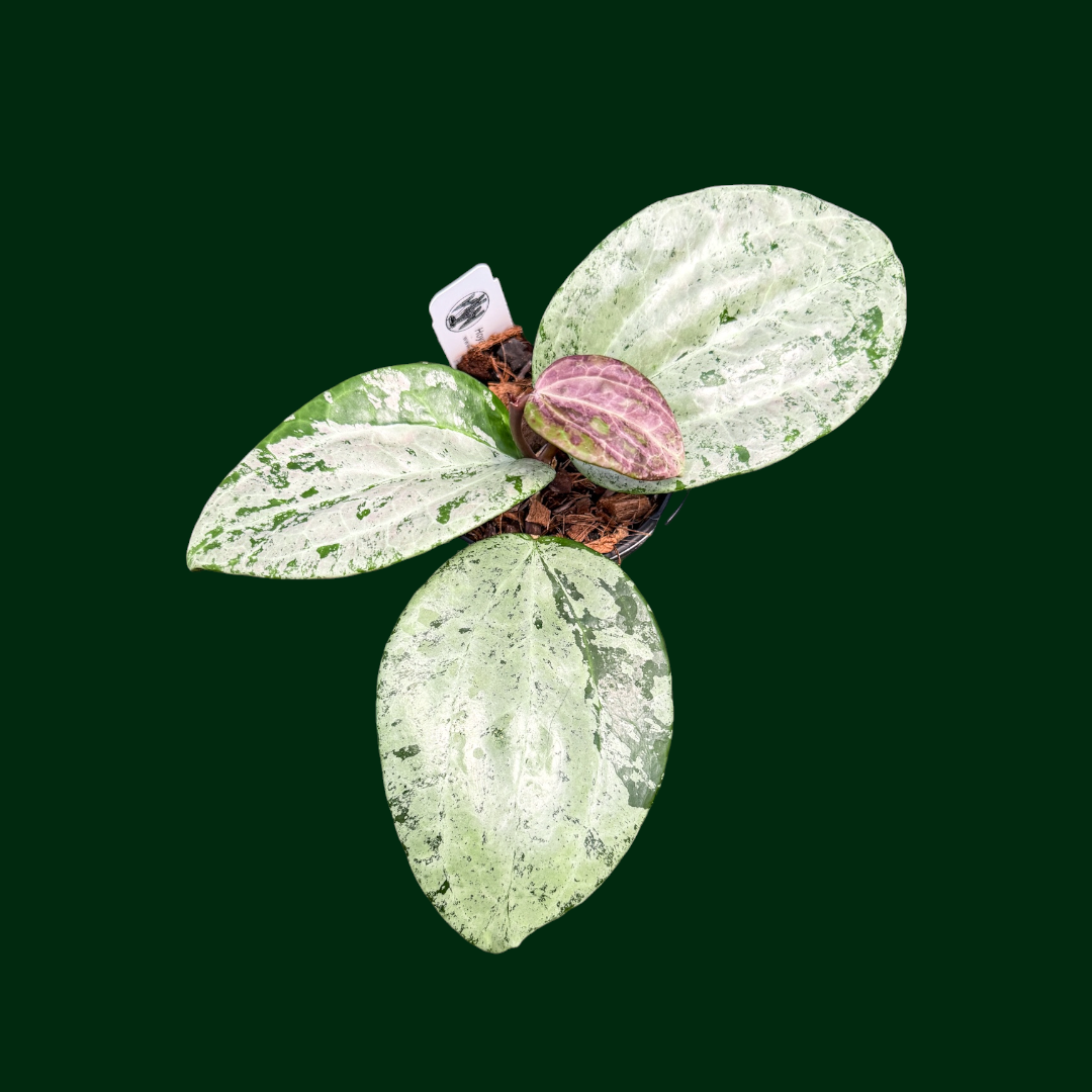 Hoya latifolia (MRH)