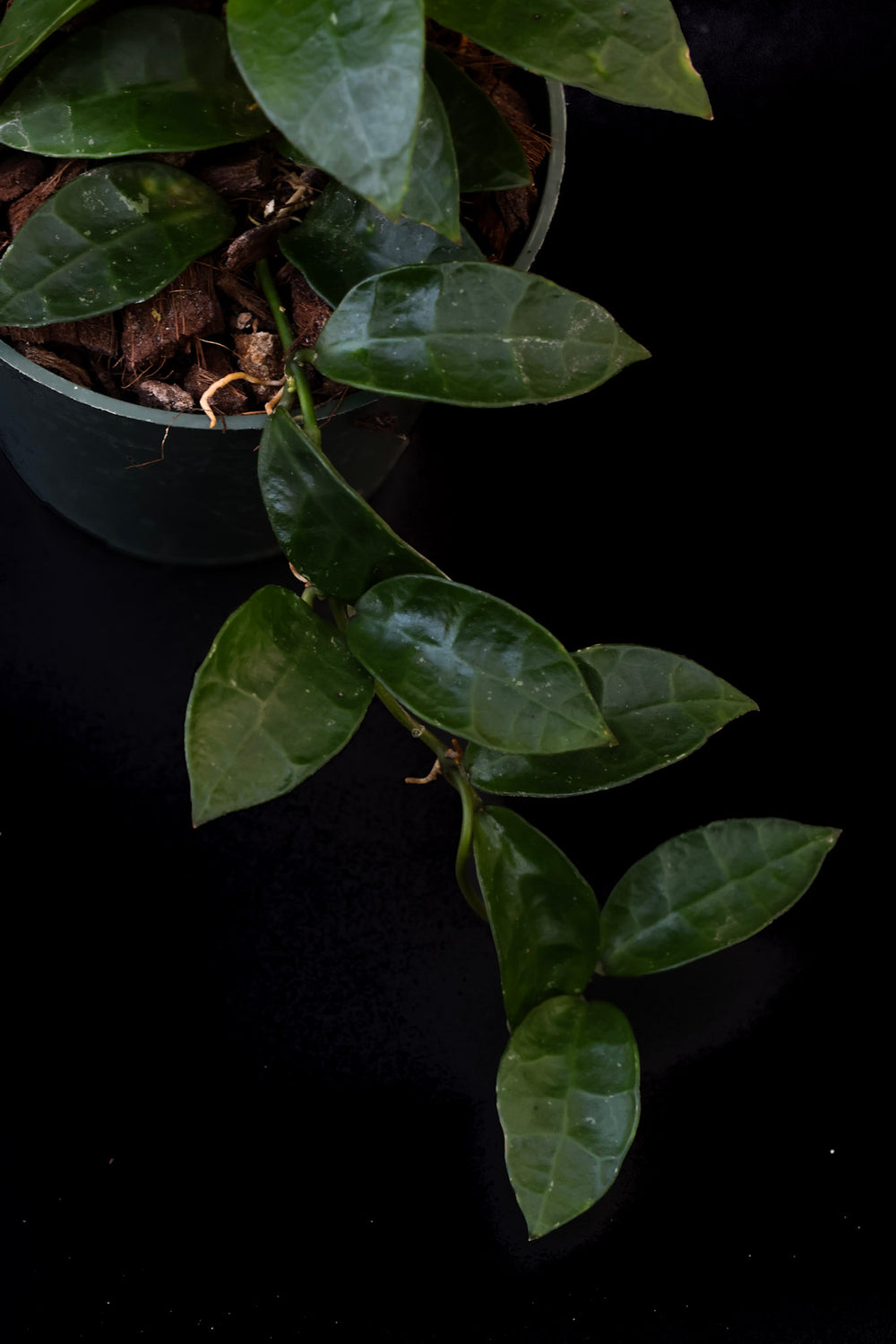 PS0445 - Hoya lacunosa ‘Gothic’ (Mentawai)