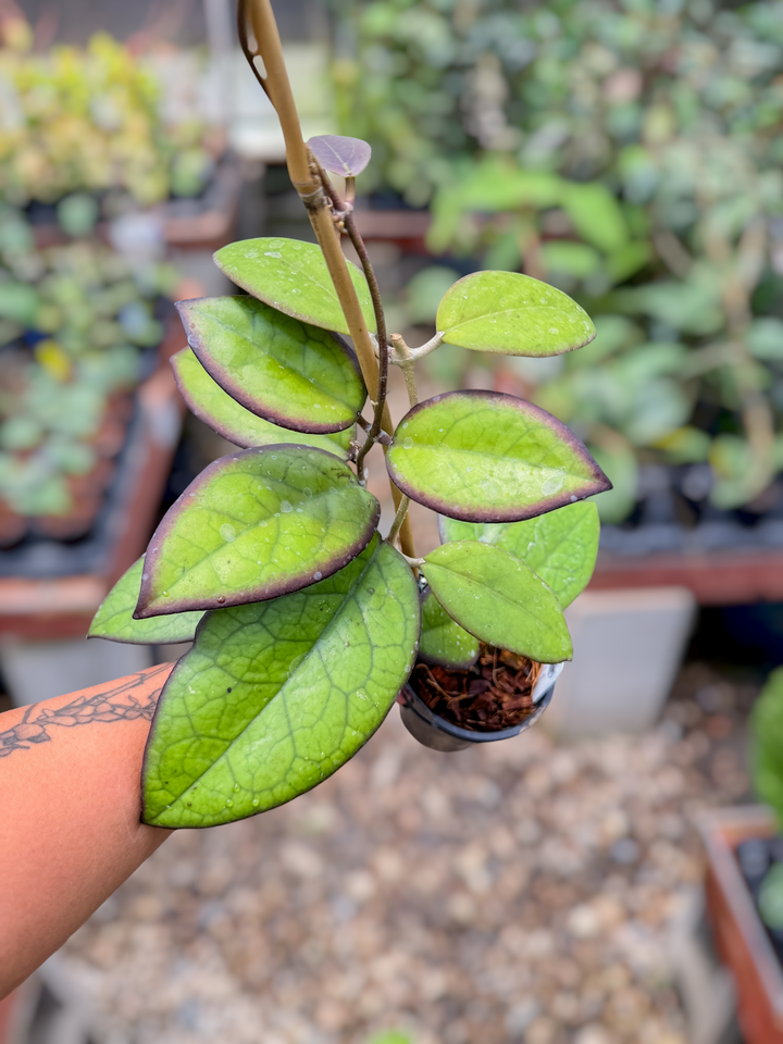 PS0746 - Hoya ‘Mayumi’ (UPT002)