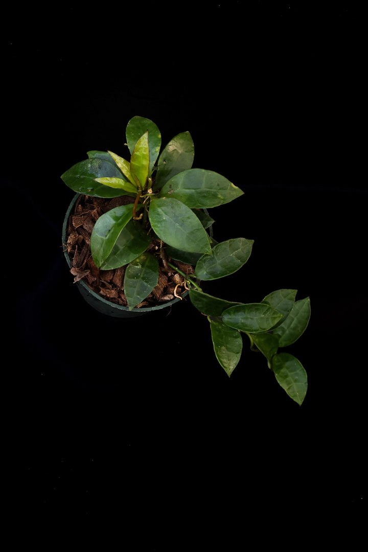 PS0445 - Hoya lacunosa ‘Gothic’ (Mentawai)