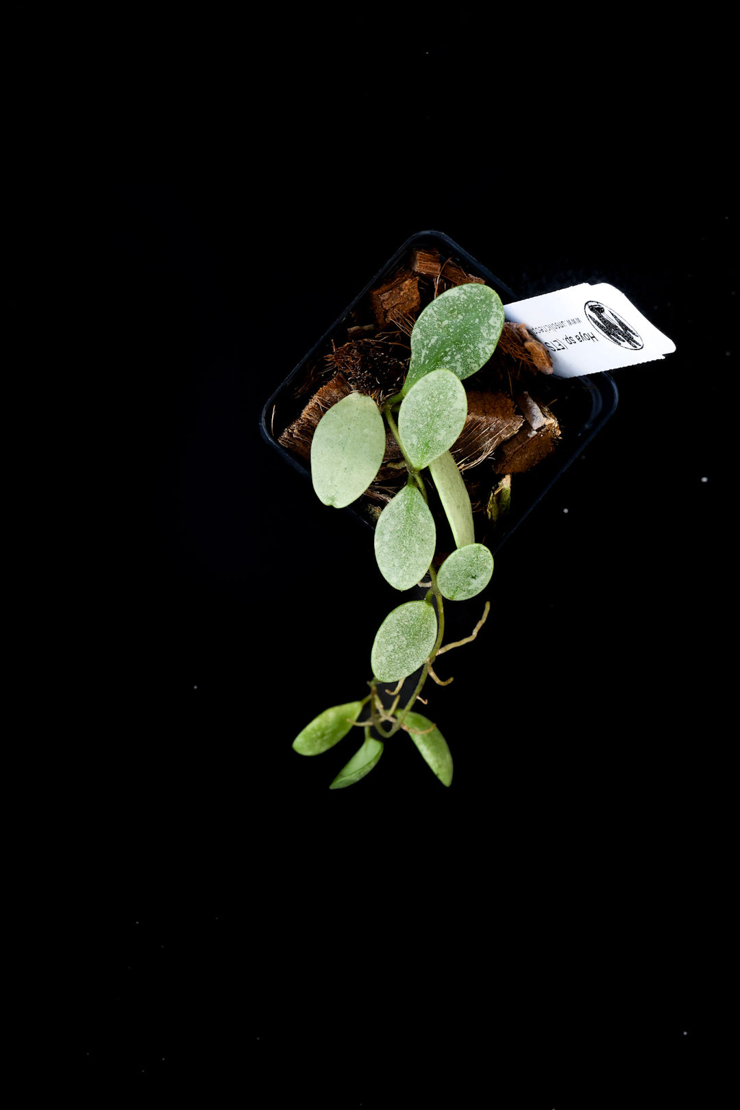 PS0444 - Hoya sp. (ETS10, silver)