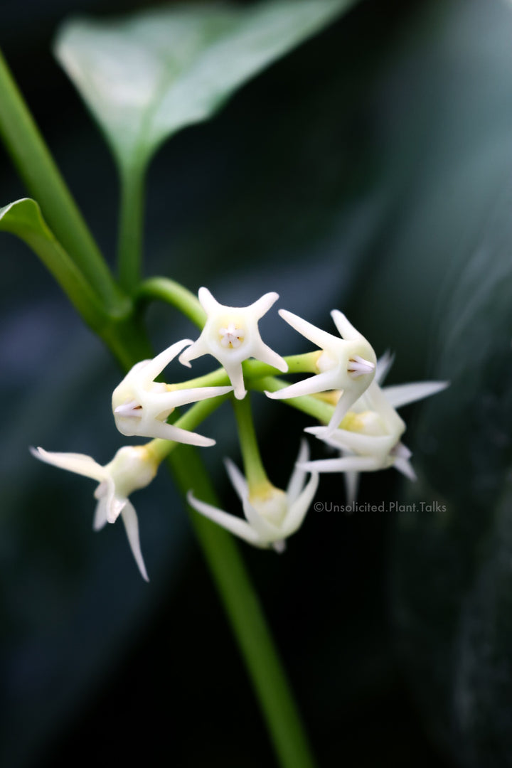 Hoya solokensis