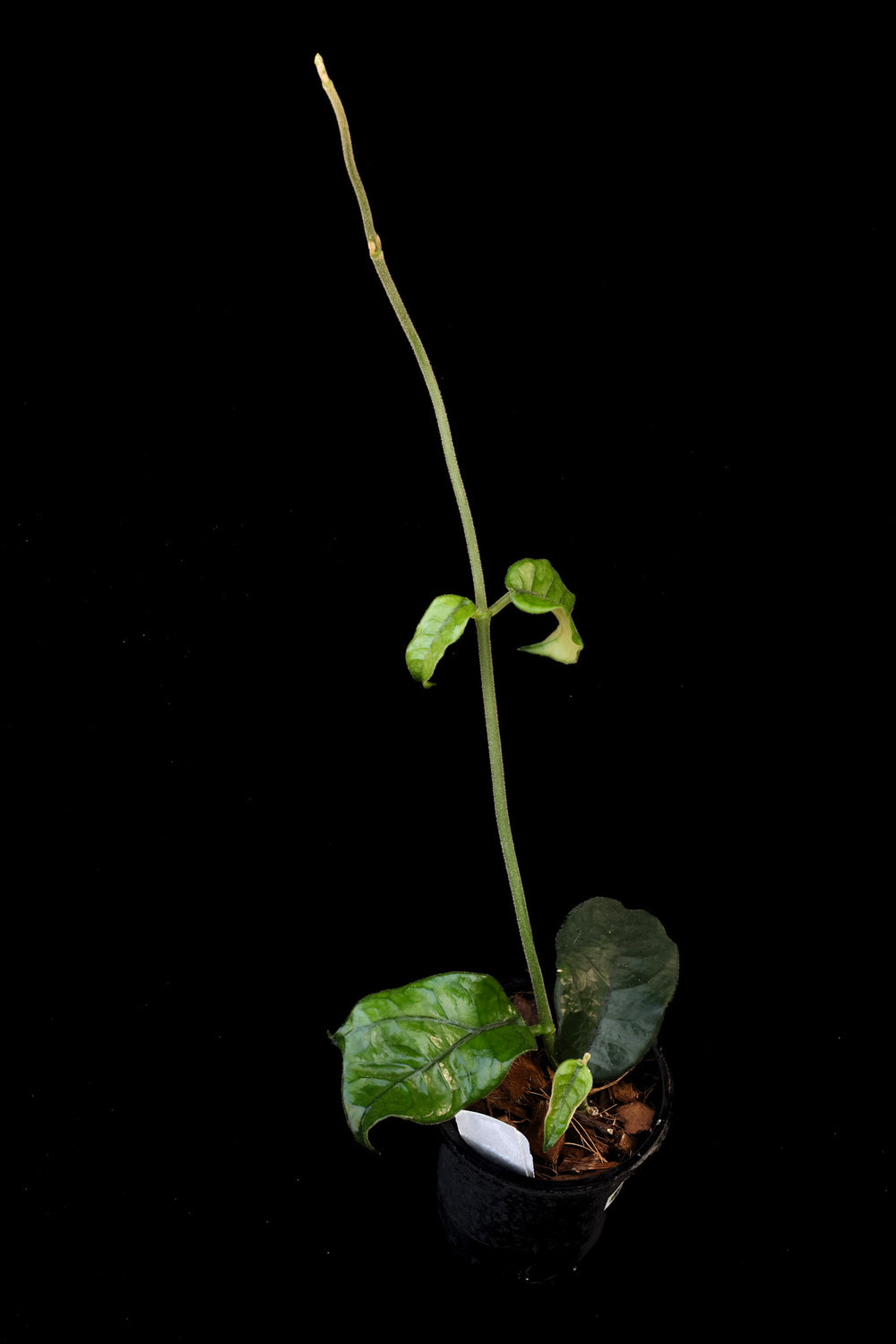 PS0406 - Hoya globulosa (fka villosa Cao Bang)