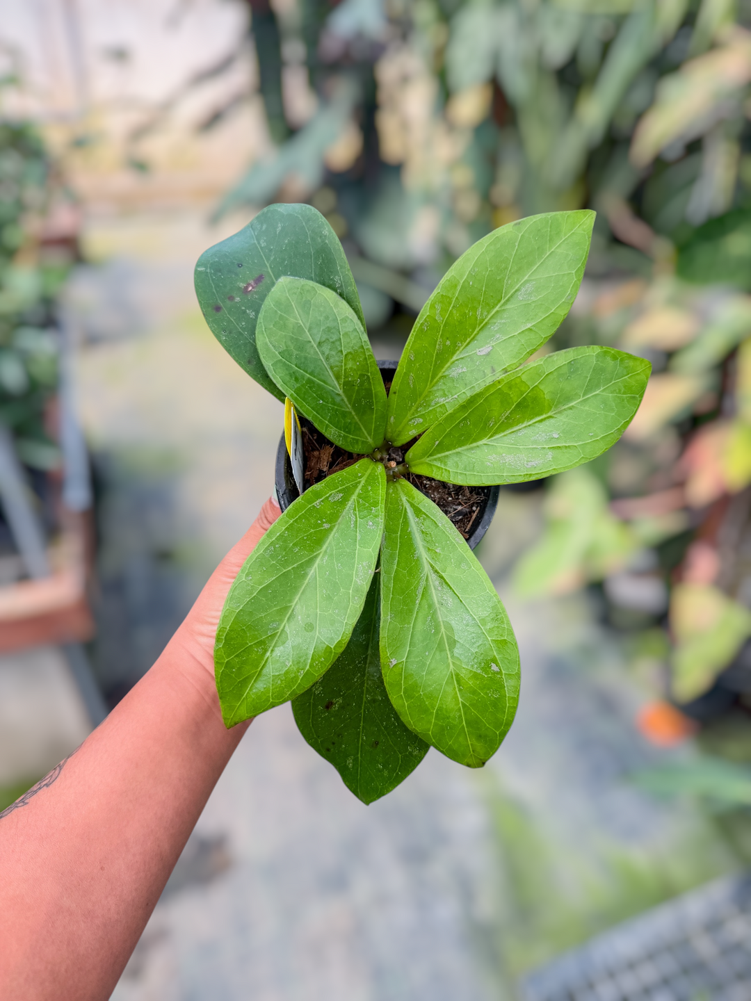 PS0709 - Hoya LP020 (LP009 x caudata sumatra)